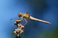 Sympetrum meridionale