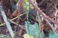 Aeshna cyanea