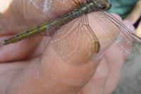 Orthetrum coerulescens