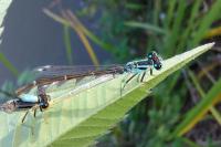 Ischnura elegans