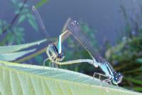 Ischnura elegans