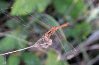 Sympetrum meridionale