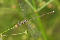 Lestes barbarus