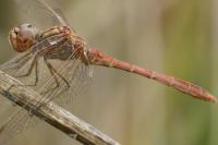 Sympetrum meridionale