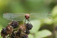 Sympetrum sanguineum