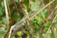Hemianax ephippiger