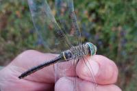 Anax parthenope