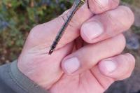 Anax parthenope