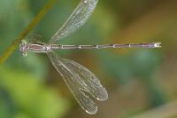 Lestes barbarus