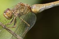 Sympetrum meridionale