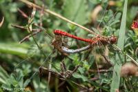 Sympetrum meridionale