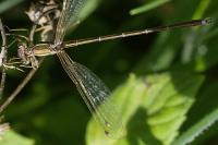 Lestes barbarus