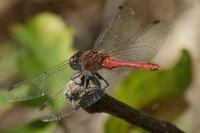 Sympetrum sanguineum