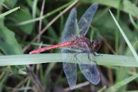 Sympetrum sanguineum