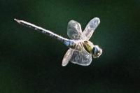 Aeshna mixta