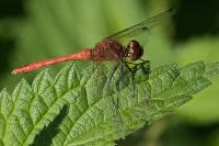 Sympetrum sanguineum