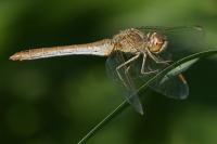 Sympetrum meridionale