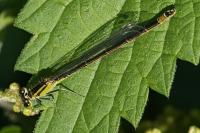 Ischnura elegans