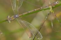 Lestes barbarus