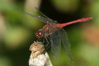 Sympetrum sanguineum