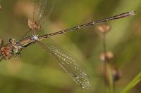 Lestes barbarus