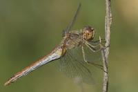 Sympetrum meridionale