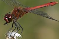 Sympetrum sanguineum