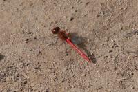 Sympetrum sanguineum