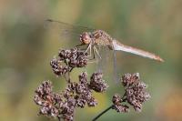Sympetrum meridionale
