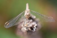 Sympetrum meridionale