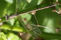 Lestes barbarus