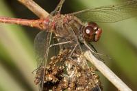 Sympetrum meridionale