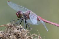 Sympetrum sanguineum