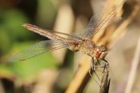 Sympetrum meridionale