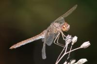 Sympetrum meridionale