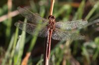 Sympetrum meridionale