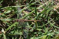 Sympetrum meridionale