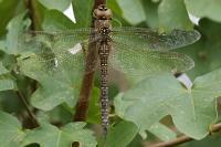Aeshna mixta