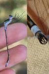 Lestes sponsa