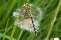 Gomphus pulchellus
