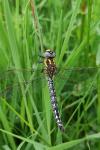 Brachytron pratense