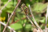 Cordulia aenea