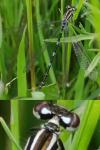 Coenagrion puella