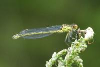 Erythromma najas