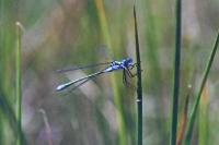 Lestes sponsa