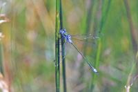 Lestes sponsa