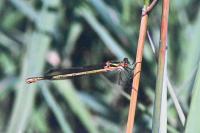 Lestes sponsa