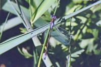 Lestes sponsa