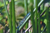 Coenagrion mercuriale