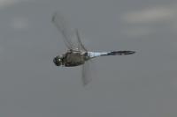 Orthetrum cancellatum